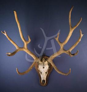 Schomburgk's Deer Skull and antler