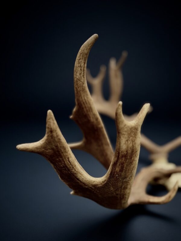 Fallow Deer Abnormal Antlers and Skull mount AHS573 | Antlers Horns and ...